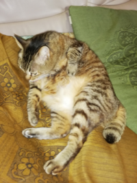 幼猫期の育て方によって 猫の性格が決まるそうですが 素直で優しくて 愛情 Yahoo 知恵袋