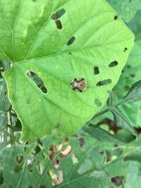 アサガオの葉を食べているこの虫 何という名の虫でしょうか ヨツモンカメノ Yahoo 知恵袋