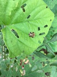 すみません どうしても あさがおの葉が 虫に食われてしまいますどうし Yahoo 知恵袋