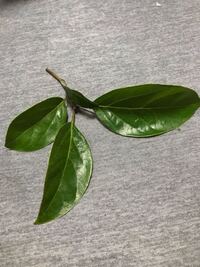 なんの木ですか 葉っぱは柑橘系の香りがします 棘があります Yahoo 知恵袋