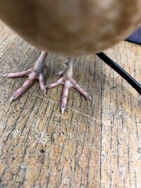 うずらを撫でると片足立ちをしましたが理由とかありますか 鳥が片 Yahoo 知恵袋