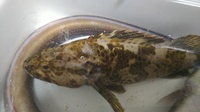 ガシラ オコゼ メバル カサゴって種類的には違うの また毒があるのは Yahoo 知恵袋