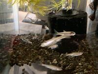 この魚はハヤの稚魚で良いんでしょうか どなたか教えてく Yahoo 知恵袋