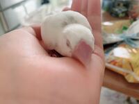 文鳥が死ぬ前に現れる現象を教えてください クチバシの色が悪くな Yahoo 知恵袋