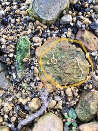 レモンの苗木の根本 土中 から白い線虫のような虫が出てきました なんの虫で駆除 Yahoo 知恵袋