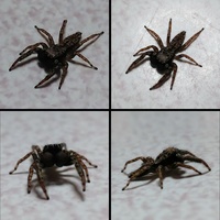 蜘蛛って 人になつきますか 僕はワンルームのマンション Yahoo 知恵袋