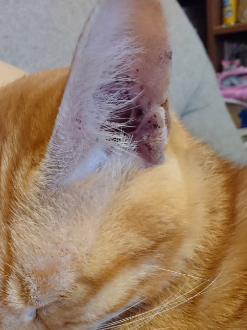 猫の耳や目の上の毛が薄い部分に汚れがすぐ溜まります。 - 病院で見て 