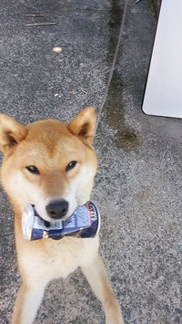 いぬやねこが病気のときにかぶるシャンプーハットみたいなやつ あれはなんのための Yahoo 知恵袋