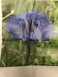 この花の名前や生えている地域や花言葉を教えてください ヤグルマギク欧州原 Yahoo 知恵袋
