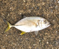 大阪市の海で釣れました何て魚ですか カイワリとメッキ全然違いますよ 笑 Yahoo 知恵袋