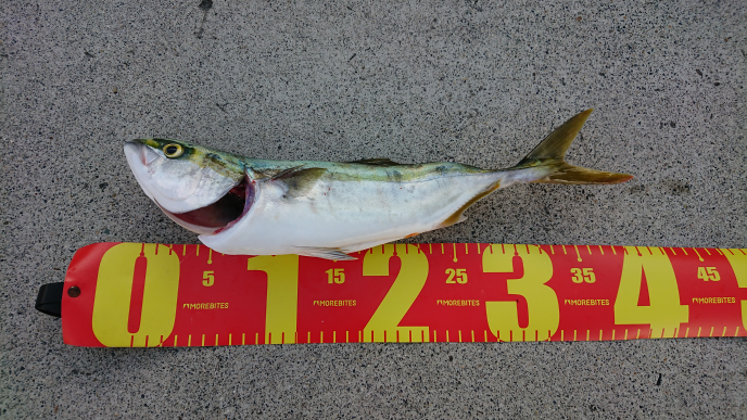 奇形の魚とかが釣れたらu2026 - ＿綺麗な海でも、偶に釣れる奇形魚。自分も 