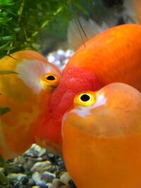 水泡眼って短命なんですか そうだとしたら何年いきるんですか Yahoo 知恵袋