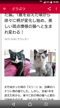 くだらない質問ですが回答お願いします 飼い猫が可愛くて仕方ないとき どうし Yahoo 知恵袋