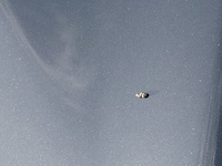 朝 外に置いてある車を見たらボンネットに写真のようなフンが付いていたのですが 教えて 住まいの先生 Yahoo 不動産