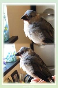 俺んちで飼ってる文鳥のピーちゃんが可愛すぎるんですけど ピーちゃんは Yahoo 知恵袋