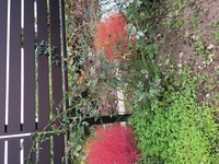 薔薇の地植えの間隔について教えて下さい 薔薇の大苗を二つ購入したので花壇に Yahoo 知恵袋
