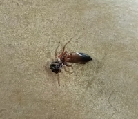 この赤い蟻は何ていう種類でしょうか 危ない蟻ではないでしょうか とり Yahoo 知恵袋