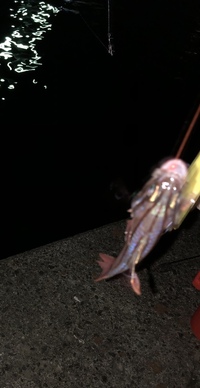 この魚の名前を教えて下さい 顔はハゼみたいですが 体はゴンズイみたいです Yahoo 知恵袋