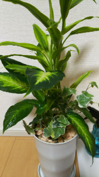 観葉植物にライトを当てて 夜もつけたまま 一日中それを続けたら植物は Yahoo 知恵袋