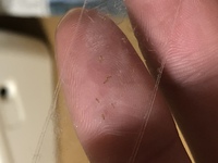 コナダニ でしょうか 直径10センチくらいの小麦粉が入ってる瓶に虫が Yahoo 知恵袋