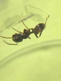 ヒアリに勝てる蟻について ヒアリという蟻が流行っています 強くて凶暴 Yahoo 知恵袋
