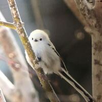 この鳥の名前を教えてください シマエナガと呼ばれる鳥ですよ 生 Yahoo 知恵袋