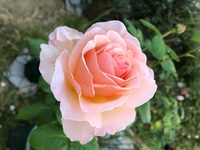 薔薇 エブリン について質問です 画像の花はエブリンに見えますか 実は Yahoo 知恵袋