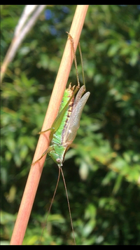 笹って食べれるんですか 食べれます 毒はないです 笹茶という Yahoo 知恵袋