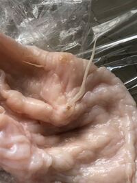 鶏肉から寄生虫のようなものが出ていました これは寄生虫でしょうか Yahoo 知恵袋