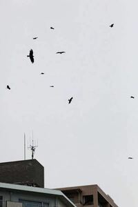 トンビの大群が 今日 自宅から空を見上げたらトンビが集団で飛んで Yahoo 知恵袋