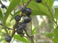 ヒサカキという強烈な臭い花の開花期間について教えてください ヒ Yahoo 知恵袋