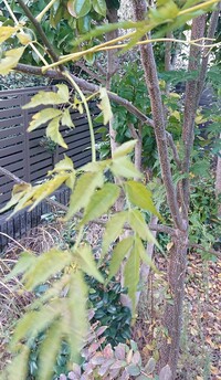 アルトネリコって植物のシマトネリコと何か関係あるのですか よく似てる名前 Yahoo 知恵袋