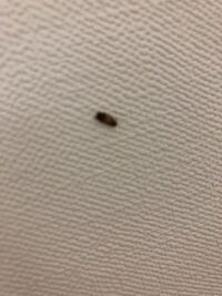 部屋の壁についていたこれは何ですか 何かの虫の卵っぽいですが何の虫か教 Yahoo 知恵袋