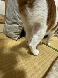 うさぎを飼って５年程がたちます 最近 左の前足と 左の後ろ足をび Yahoo 知恵袋