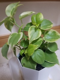 観葉植物にお水をあげても葉が茶色になります D 育てている観葉植 Yahoo 知恵袋