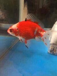 金魚３匹買っているんですけれど寒さのせいか まったく動かないのですが Yahoo 知恵袋