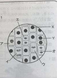 理科細胞写真のxは細胞分裂が始まる前の核であり Yは細胞分裂が終わっ Yahoo 知恵袋