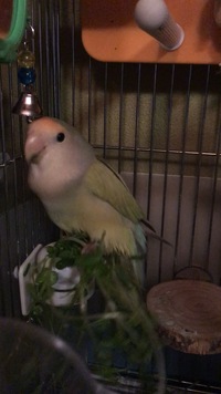 コザクラインコって飼いにくいですか 小鳥の中では特に難しいことはな Yahoo 知恵袋