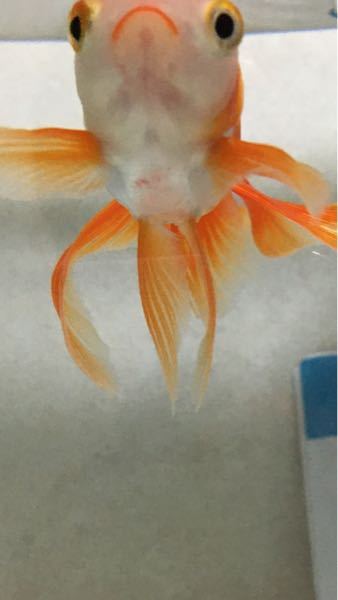 金魚の病気 金魚の腹に赤い斑点がありました 赤斑病でしょうか 見 Yahoo 知恵袋
