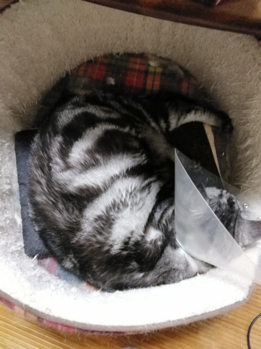 猫の腎障害：自宅輸液（皮下点滴）が全く成功しません！ - 先日、同じ 