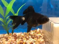 家で飼ってる金魚 黒い出目金 なんですが 白いふわふわしたものが身体 Yahoo 知恵袋