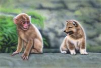 犬と猿を一つの檻の中に入れたら本当に喧嘩しますか 画像の様な子猿と子犬な Yahoo 知恵袋