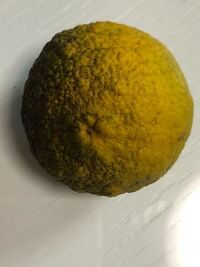 自宅でみかんを栽培しているのですが今年はみかんが黒くなってしまい ほ Yahoo 知恵袋