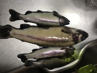 管理釣り場からの魚の持ち帰り方なのですが 今度管理釣り場に行 Yahoo 知恵袋