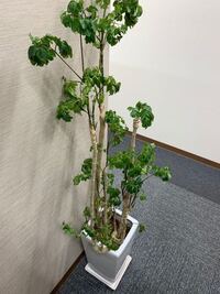 観葉植物の植え替えに土を買ったのですが たくさん余っています これは処分 Yahoo 知恵袋