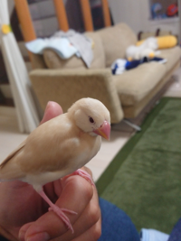 クリーム文鳥とクリームイノ文鳥の違いを教えて下さい クリーム文鳥はシナ Yahoo 知恵袋