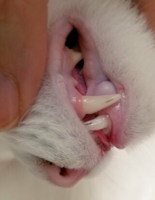 うちの猫の歯に黒い線が入ってます これがなにかご存じの方いらっしゃいますか ゆ Yahoo 知恵袋