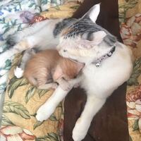 困っています 母猫が子猫を噛みます 今生後１ヶ月になる子 Yahoo 知恵袋