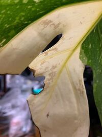 クワズイモについた虫について観葉植物のクワズイモの葉に黒い虫が付き始めま Yahoo 知恵袋