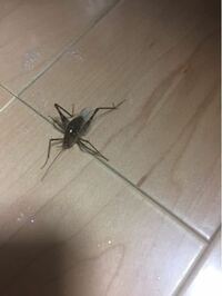 さっき家で蜘蛛みたいに足が長い虫が出ました 胴が2センチくら Yahoo 知恵袋